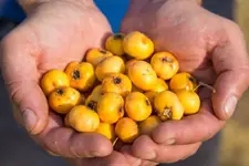 Alıç Türleri ve Özellikleri