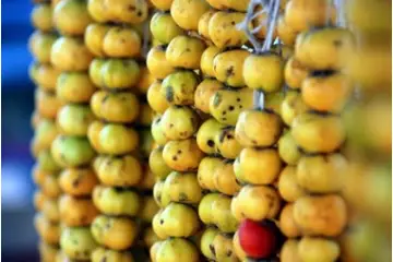 Alıç Meyvesi Türleri ve Özellikleri